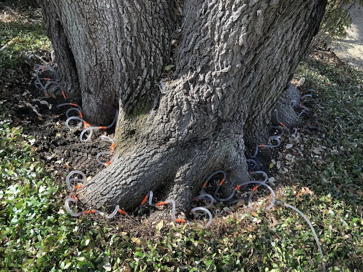Detailed Tree Cabling and Bracing job site in Perronville
