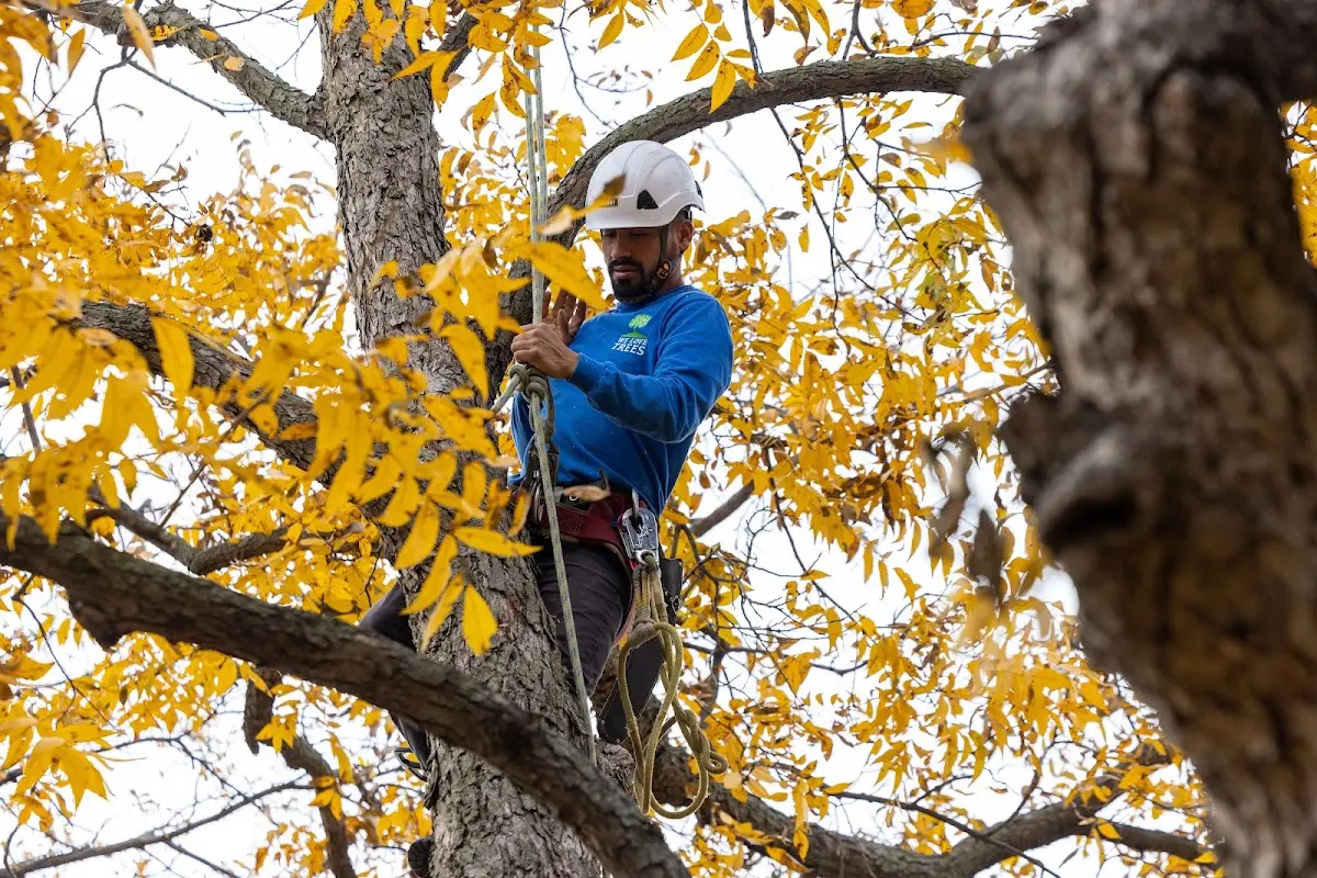 Skilled Tree Trimming crew working in Perronville